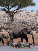 Serengeti, Season 1 Episode 4 image