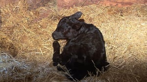 Last American Cowboy, Season 1 Episode 1 image