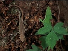 Wild America, Season 1 Episode 2 image