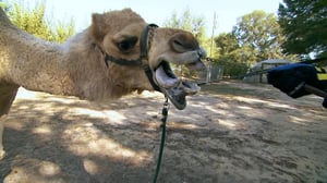 Swamp Brothers, Season 1 Episode 7 image