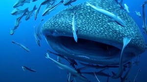 Earth Odyssey with Dylan Dreyer, Season 2 Episode 24 image