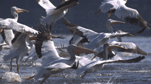 Great Migrations, Season 1 Episode 6 image