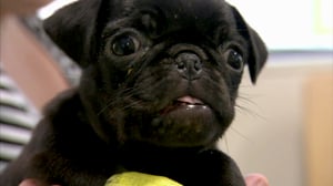 Bondi Vet, Season 3 Episode 8 image