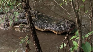 Gator Boys, Season 3 Episode 4 image