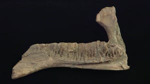 Pawn Stars, Season 22 Episode 3 image