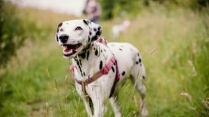 Breed All About It, Season 1 Episode 13 image