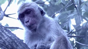 Dark Days in Monkey City, Season 1 Episode 2 image