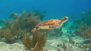 Our Oceans, Season 1 Episode 1 image