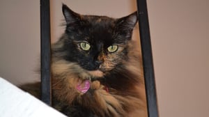 My Cat from Hell, Season 4 Episode 5 image