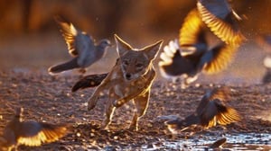 Nature, Season 41 Episode 8 image