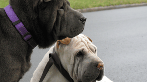 Dog Whisperer with Cesar Millan, Season 6 Episode 8 image