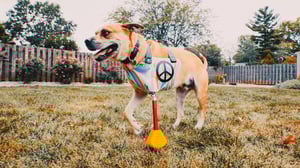 The Wizard of Paws, Season 7 Episode 1 image