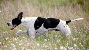 Breed All About It, Season 1 Episode 7 image