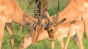 Earth Odyssey with Dylan Dreyer, Season 5 Episode 7 image