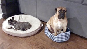 America's Funniest Home Videos, Season 29 Episode 19 image