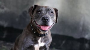 Pit Bulls and Parolees, Season 11 Episode 4 image