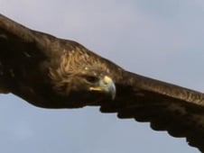 Predators, Season 1 Episode 1 image