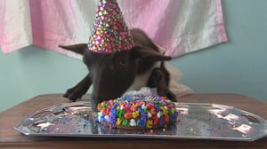 Animals Unleashed, Season 1 Episode 30 image