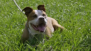 Pit Bulls and Parolees, Season 13 Episode 10 image
