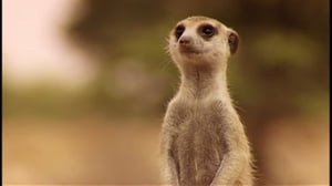 Meerkat Manor, Season 2 Episode 2 image