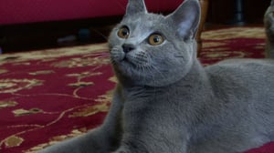 Cats 101, Season 3 Episode 2 image