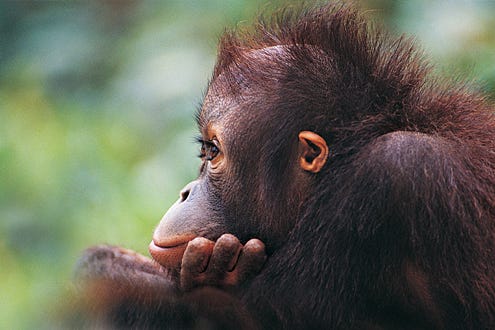 Growing Up...Orangutan -  A baby Orangutan.