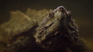 Wild South West, Season 1 Episode 3 image