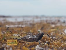 Secrets of the Caribbean, Season 2 Episode 4 image