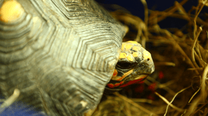 Dr K's Exotic Animal ER, Season 7 Episode 6 image