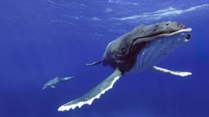 Nature, Season 42 Episode 3 image