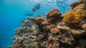 Ocean Treks with Jeff Corwin, Season 1 Episode 24 image