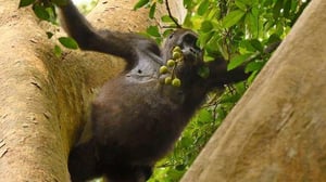 Nature, Season 42 Episode 9 image