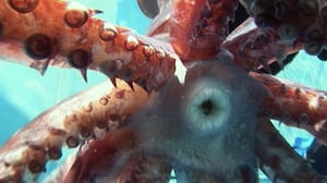 72 Dangerous Animals: Latin America, Season 1 Episode 3 image