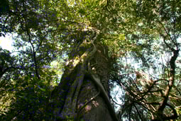 Rooted, Season 1 Episode 3 image