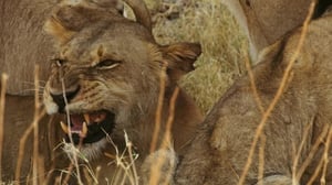 Savage Kingdom, Season 3 Episode 5 image