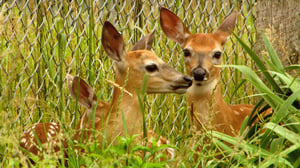 Hope in the Wild, Season 1 Episode 21 image