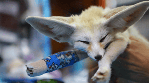 Dr K's Exotic Animal ER, Season 7 Episode 1 image