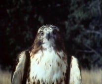 The Life and Times of Grizzly Adams, Season 2 Episode 4 image