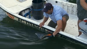 Monster Fish, Season 6 Episode 4 image