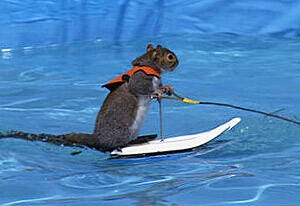 Today in America's Got Talent Oddities: Watch Twiggy, the Waterskiing Squirrel