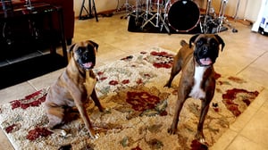 Bad Dog!, Season 2 Episode 3 image