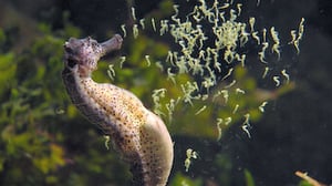 Absurd Planet, Season 1 Episode 4 image