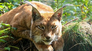 Natural World, Season 27 Episode 15 image