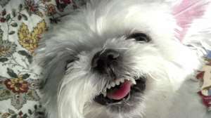 America's Funniest Home Videos, Season 23 Episode 16 image