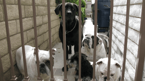 Dog Whisperer with Cesar Millan, Season 6 Episode 2 image