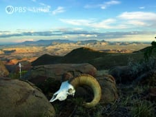 Nature, Season 39 Episode 10 image