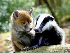 Unlikely Animal Friends, Season 3 Episode 2 image