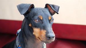 Vets Saving Pets, Season 2 Episode 9 image