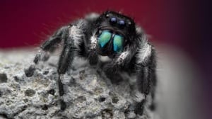 A Real Bug's Life, Season 1 Episode 1 image