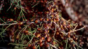 Infested!, Season 2 Episode 8 image